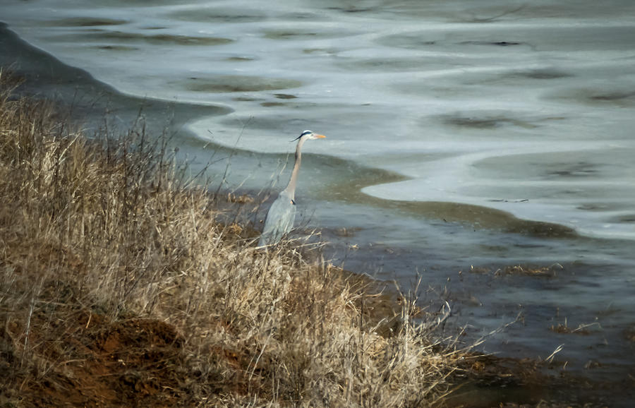 Great Blue Heron Photograph by Holden The Moment