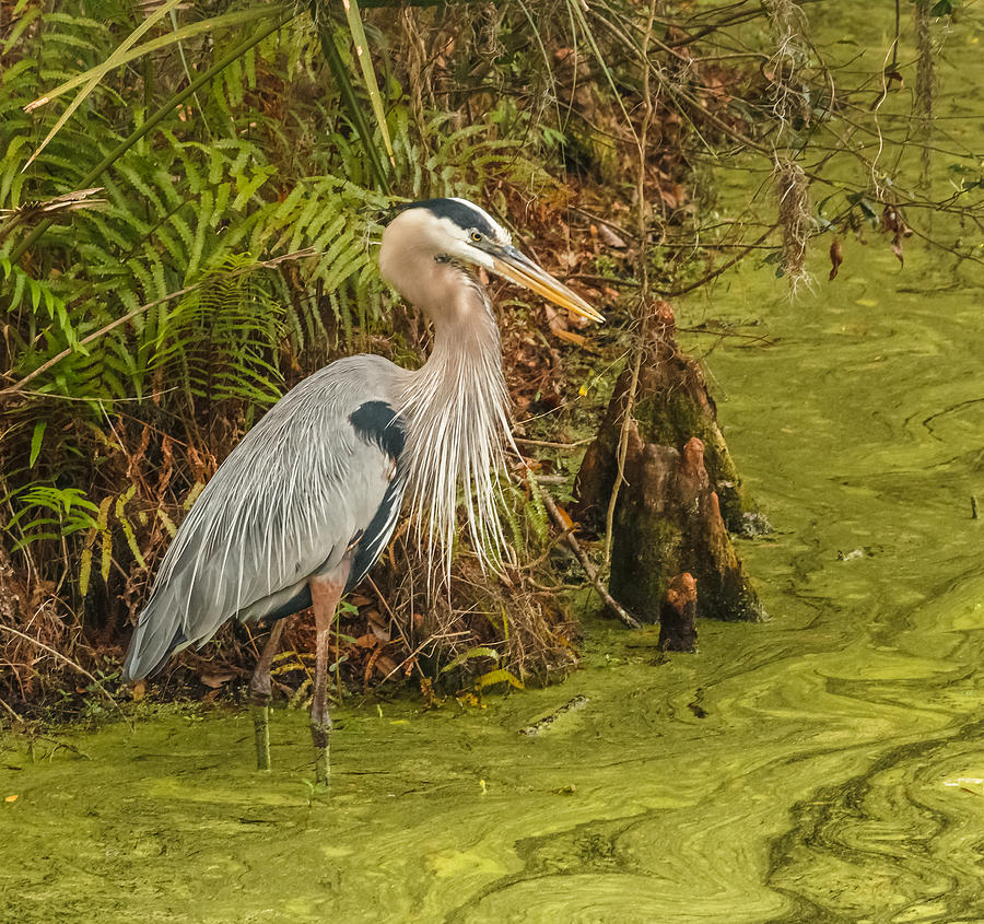 Heron Photograph - Great Blue Heron by Jane Luxton