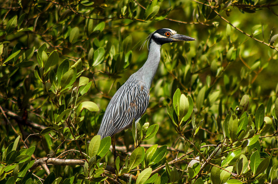 Great Blue Heron Photograph by Jess Kraft - Fine Art America