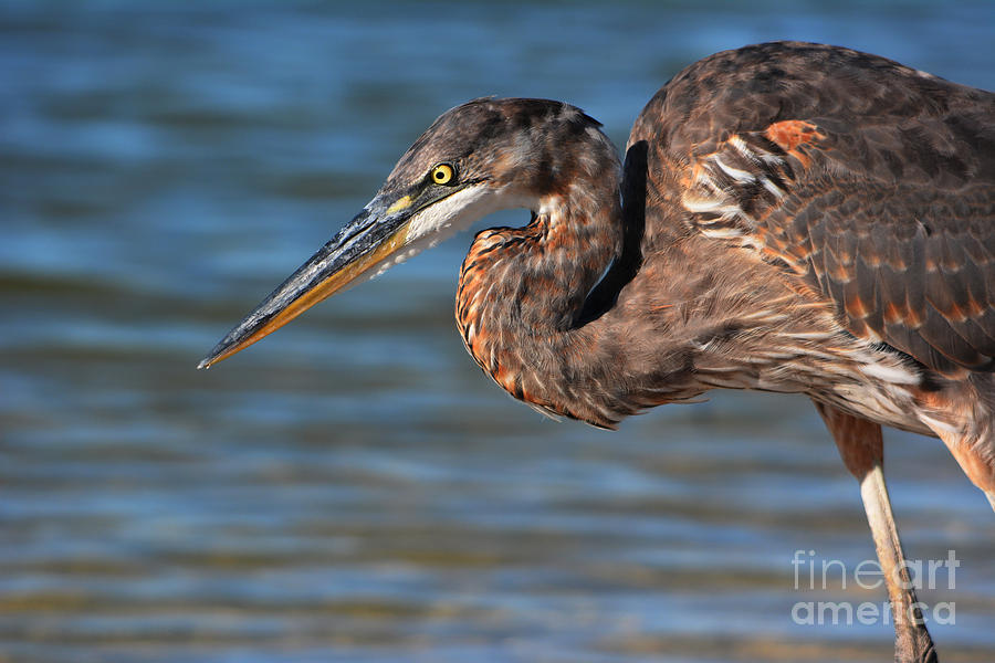 Great Blue Heron Photograph by John Greco