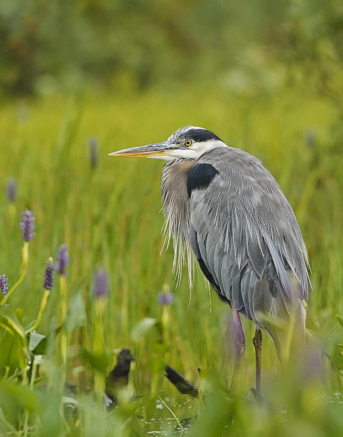 Great Blue Heron Photograph by John Vose