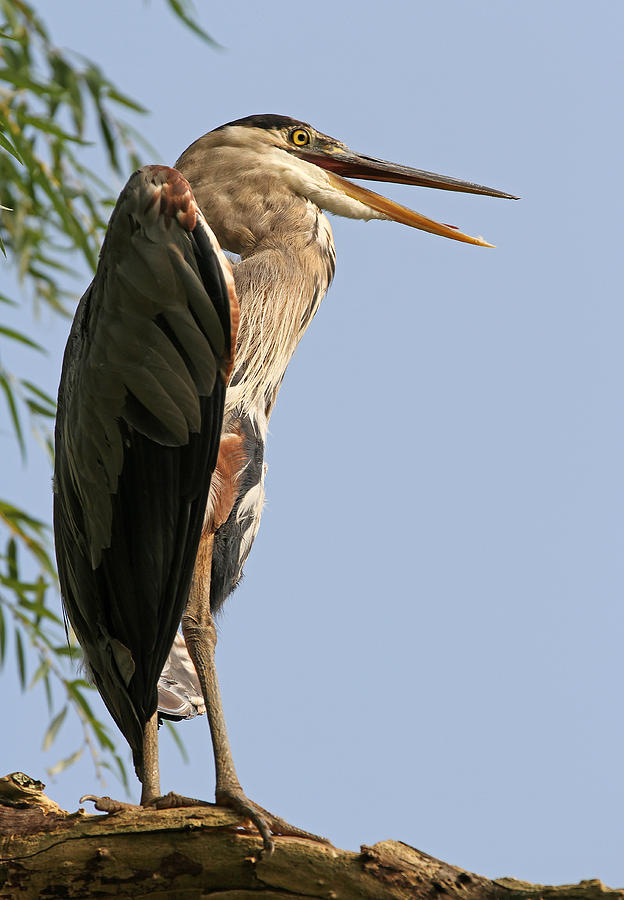 Great Blue Heron Photograph by Juergen Roth