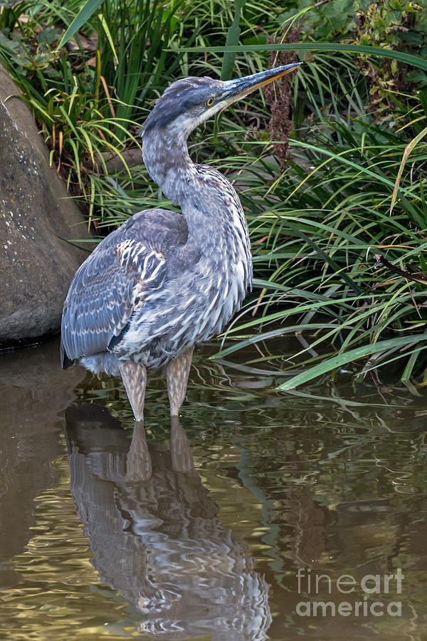 Great Blue Heron Photograph by Kate Brown
