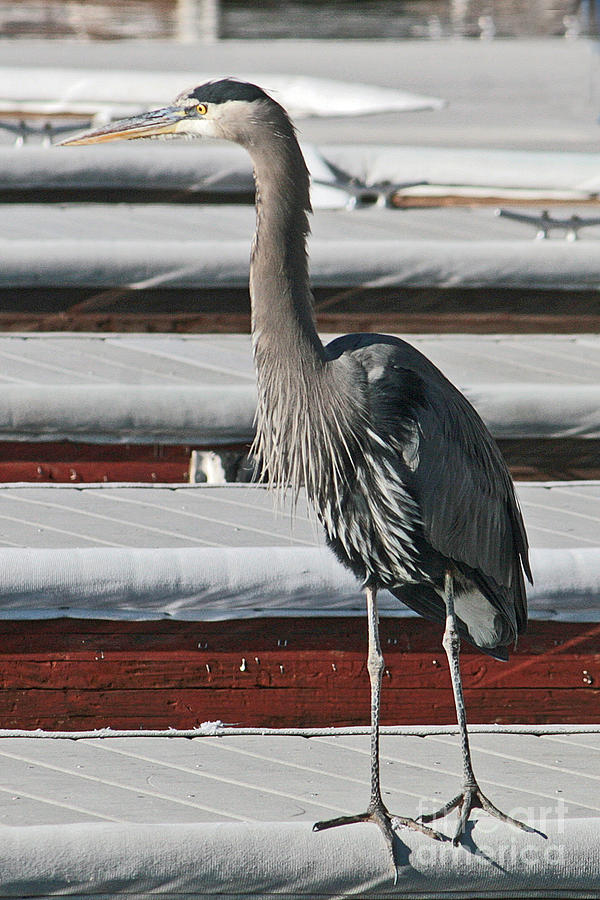 A Great Blue Heron Standing on the Dock of the Bay Photograph by Kenny Bosak