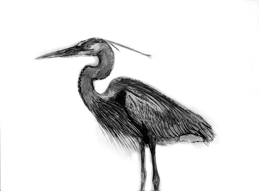 Great Blue Heron Drawing by KG Christopher Fine Art America