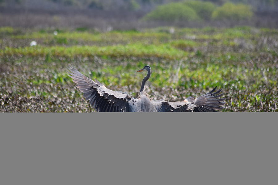 Great Blue Heron Landing 1 Photograph by Sheri McLeroy
