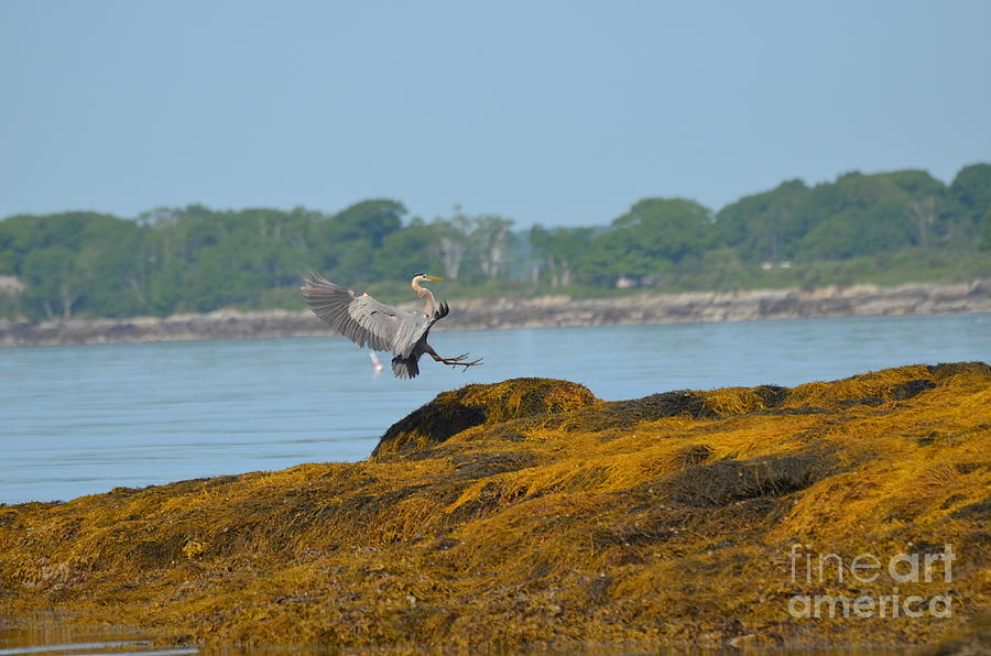 Great Blue Heron Landing in Coastal Maine Photograph by DejaVu Designs