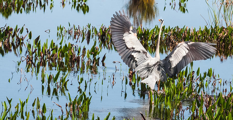 Bird Photograph - Great Blue Heron Landing in Marsh by Karen Stephenson