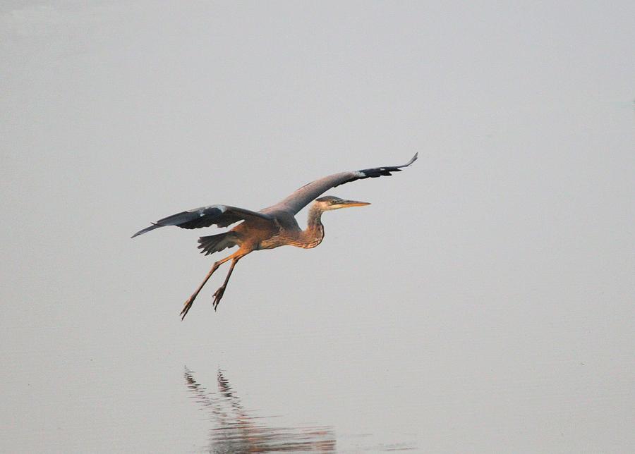 Great Blue Heron Landing Photograph by John Dart