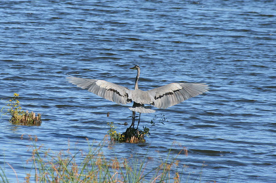 Great Blue Heron Landing Photograph by Neal Eslinger