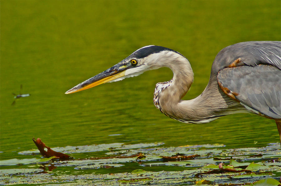 Great Blue Heron Lily Lake Cape May New Jersey Photograph by Blair Seitz