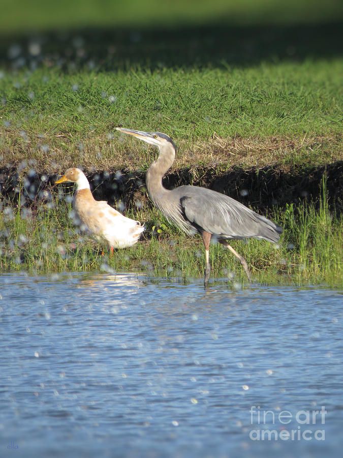 Great Blue Heron - Living in Harmony Photograph by Ella Kaye Dickey ...