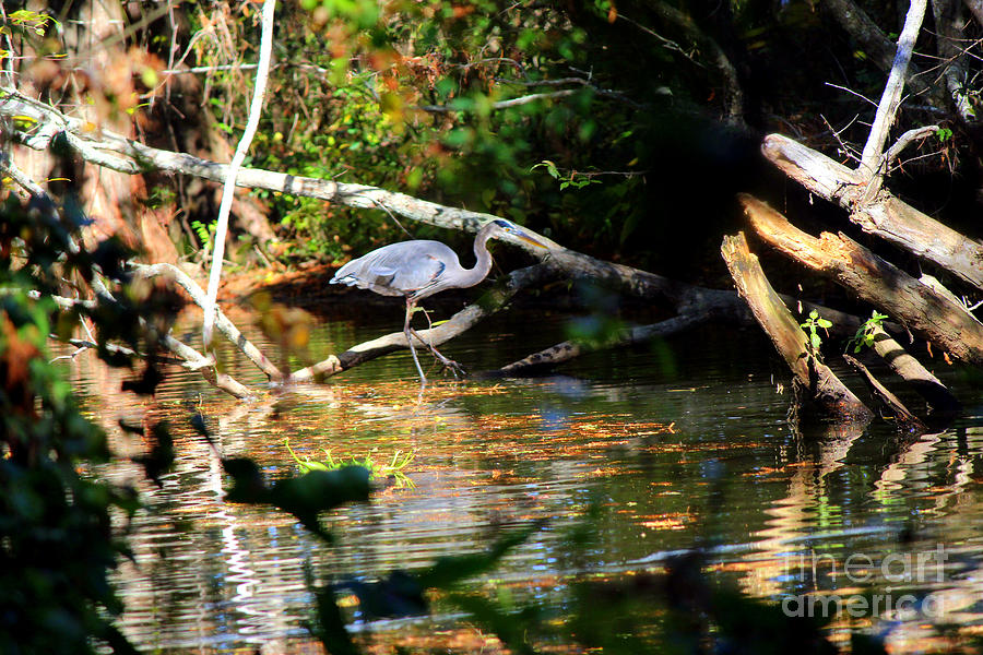 Great Blue Heron Looking For Food Photograph by Kathy  White