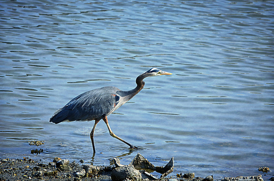 Great Blue Heron Photograph by Maria Angelica Maira