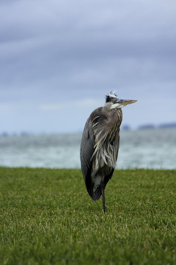Great Blue Heron Photograph by Marta Alfred