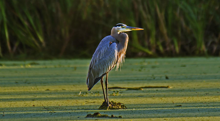 Great Blue Heron Photograph by Michael Whitaker
