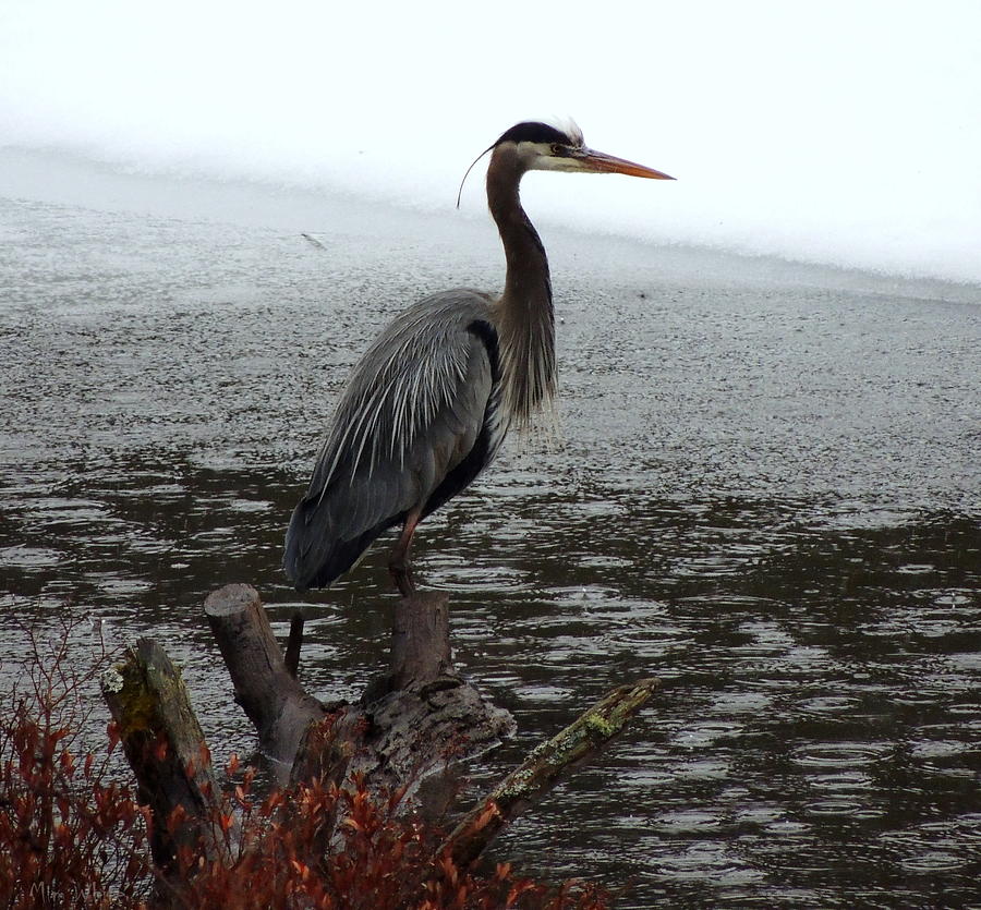 Great Blue Heron Photograph by Mim White