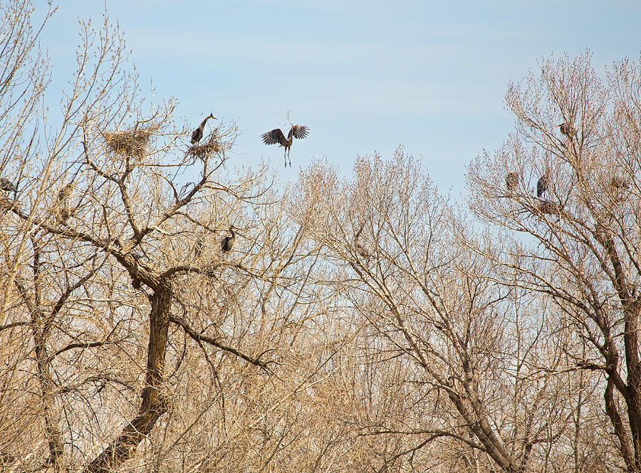 Great Blue Heron Nest Building 1 Photograph by James BO Insogna