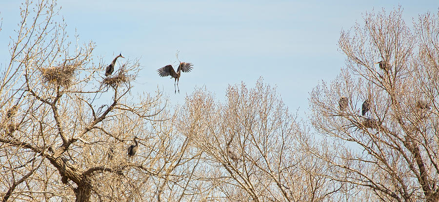 Great Blue Heron Nest Building 2 Panorama View Photograph by James BO Insogna