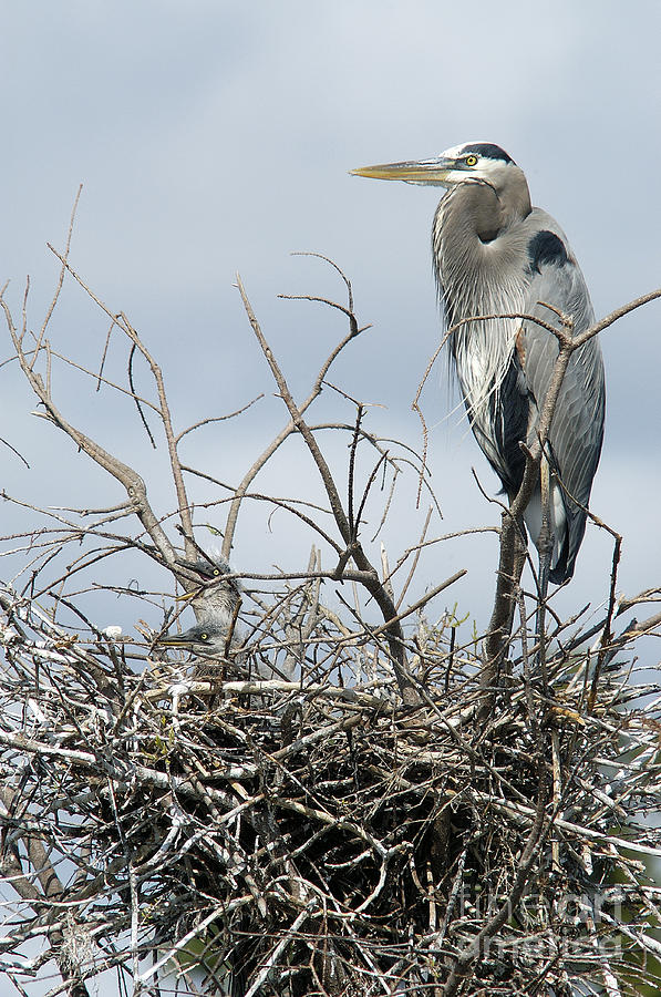 Heron Photograph - Great Blue Heron Nest with New Chicks by Jane Axman