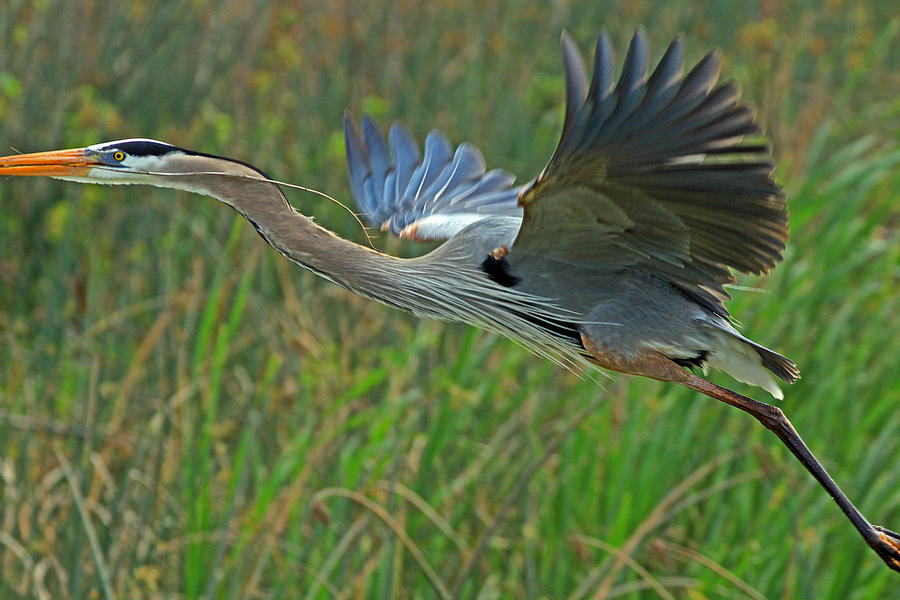 Great Blue Heron Nestbuilding Photograph by Larry Nieland