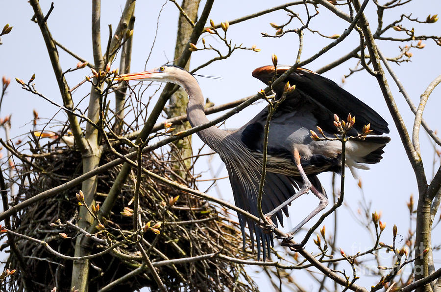Great Blue Heron Nesting 1 Photograph by Terry Elniski