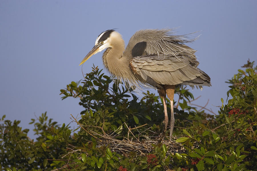 Great Blue Heron Nesting Florida Photograph by Tom Vezo