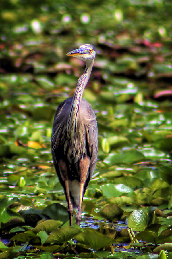 Great Blue Heron On A Lily Pad Oakland County MI Photograph by A And N Art