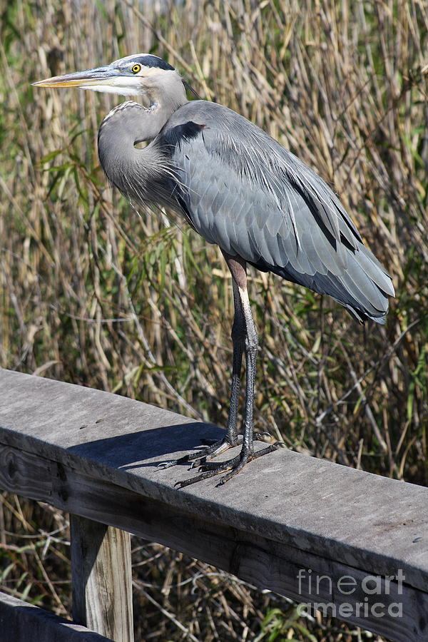 Heron Photograph - Great Blue Heron On A Rail by Christiane Schulze Art And Photography