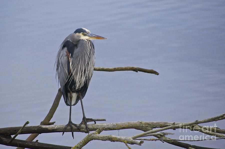 Great Blue Heron on Alert Photograph by Sean Griffin