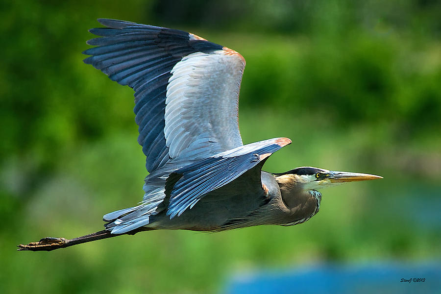 Great Blue Heron on the Platte Photograph by Stephen Johnson