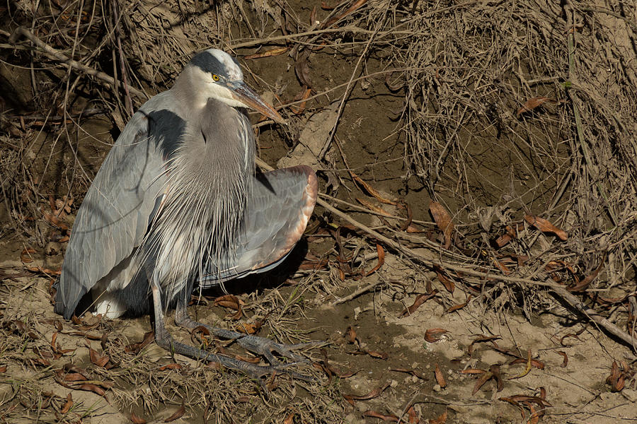 Great Blue Heron on the Riverbank Photograph by Kathleen Bishop
