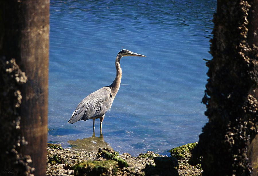 Great Blue Heron On The Shore Photograph by Maria Angelica Maira
