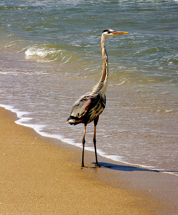 Great Blue Heron On The Surf. Photograph by Chris  Kusik