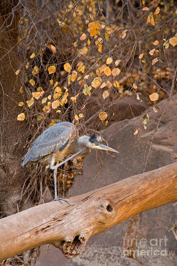 Great Blue Heron on the Virgin River Photograph by Fred Stearns