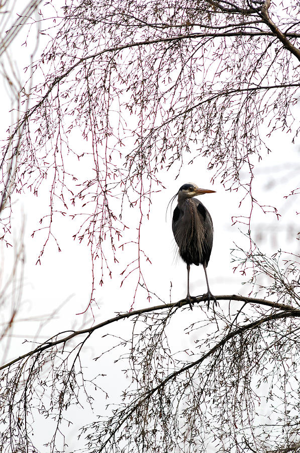 Great Blue Heron On Tree Branch Photograph by Terry Elniski