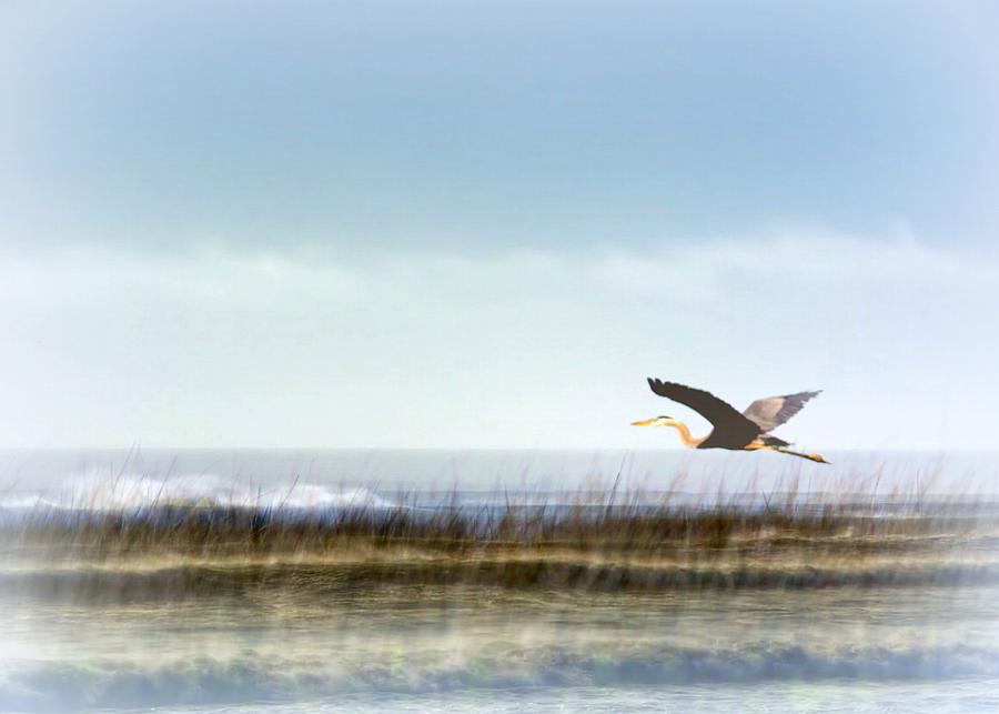 Great Blue Heron - Orange Beach Alabama Photograph by Travis Truelove
