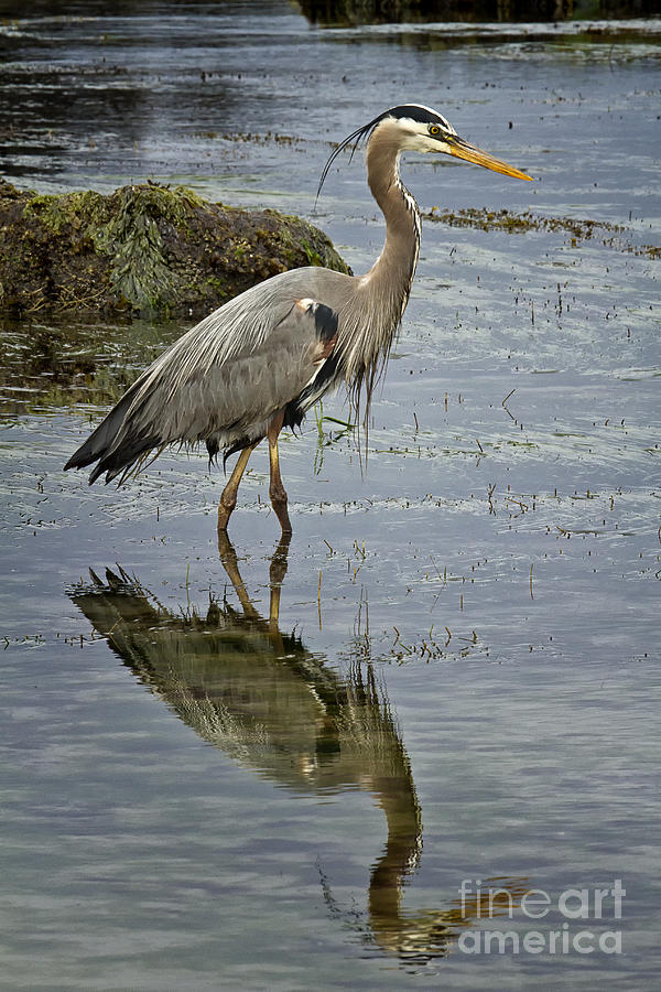 Great Blue Heron Oregon Coast Photograph by Carrie Cranwill