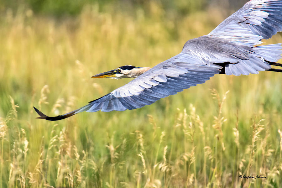 Great Blue Heron Over Belmar Photograph by Stephen Johnson