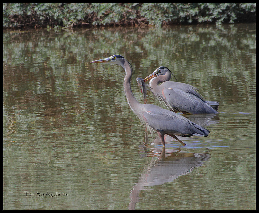 Great Blue Heron Pair At Mating Time Photograph by Tom Janca