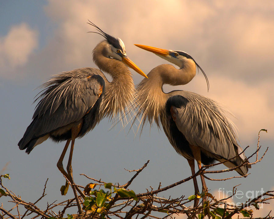 Great Blue Heron Pair Courting Photograph by Jane Axman