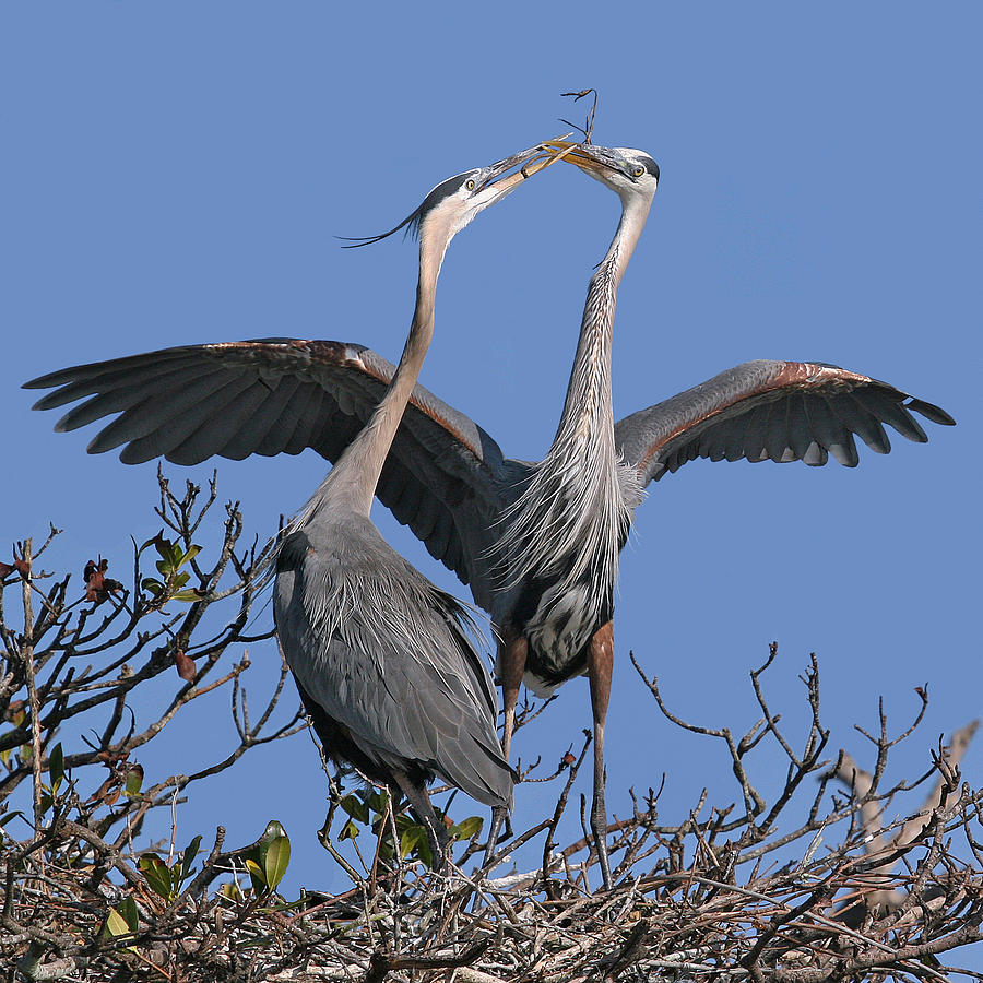 Great Blue Heron Pair Photograph by Larry Linton