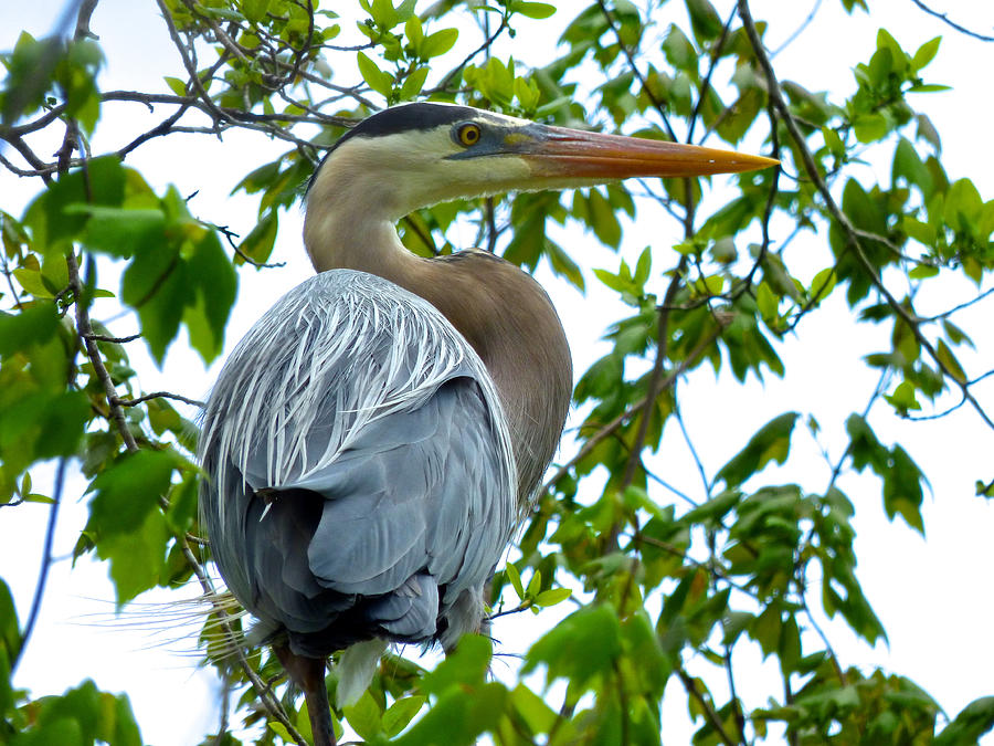 Great Blue Heron Photograph by Pat Exum