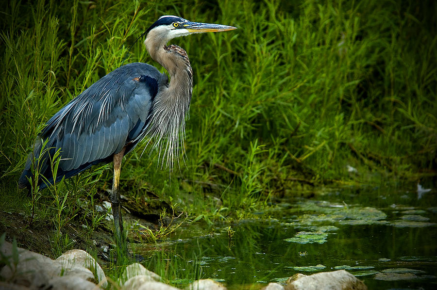 Great Blue Heron Photograph by Patrick Boening