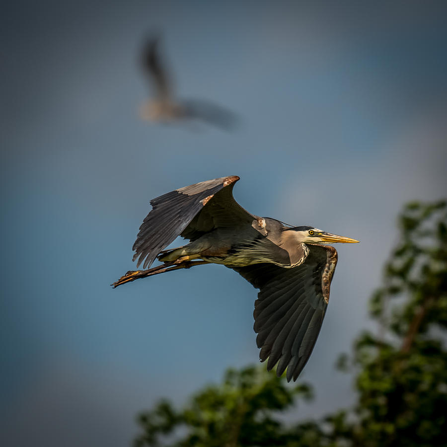 Wildlife Photograph - Great Blue Heron by Paul Freidlund