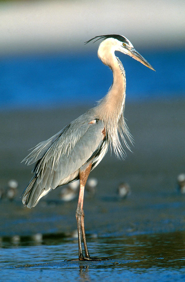 Great Blue Heron Photograph by Paul J. Fusco
