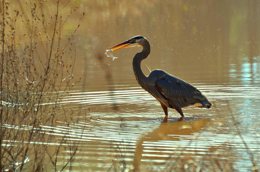 Crane Photograph - Great Blue Heron Pond Catch - c3197p by Paul Lyndon Phillips