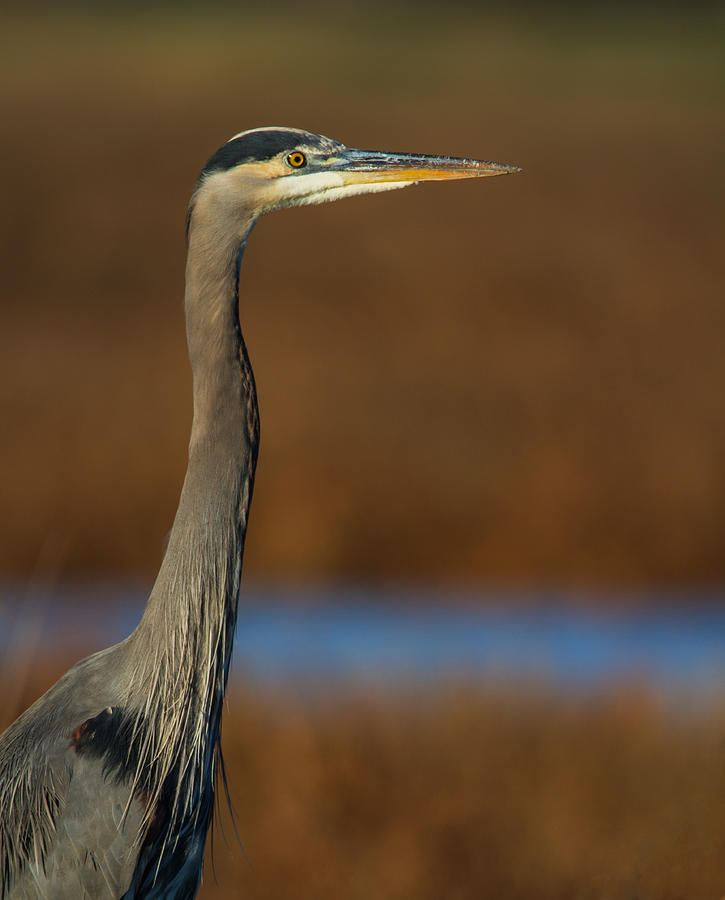 Great Blue Heron Portrait 2 Photograph by Angie Vogel