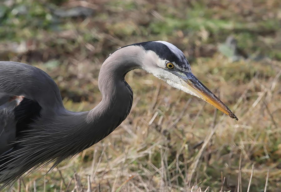 Great Blue Heron Portrait Photograph by Angie Vogel