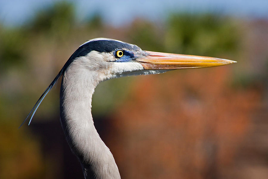 Great Blue Heron Portrait Photograph by Dawn Currie